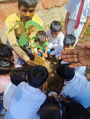 Tree Plantation